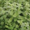 Herb, Annual - Sweet Marjoram - St. Clare Heirloom Seeds