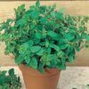 Herb, Annual - Sweet Marjoram - St. Clare Heirloom Seeds