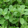 Herb, Annual - Sweet Marjoram - St. Clare Heirloom Seeds - Photo Credit Forest and Kim Starr