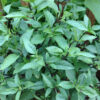 Cinnamon Basil Herb - St. Clare Heirloom Seeds