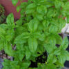 Herb - Basil - Sweet Italian Large Leaf - St. Clare Heirloom Seeds