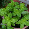 Herb - Basil - Sweet Italian Large Leaf - St. Clare Heirloom Seeds