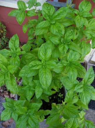 Herb - Basil - Sweet Italian Large Leaf - St. Clare Heirloom Seeds