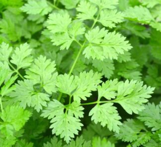 Herb - Chervil - St. Clare Heirloom Seeds