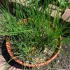 Herb - Chives - St. Clare Heirloom Seeds