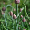 Herb - Chives - St. Clare Heirloom Seeds - Photo credit: Sue Brown