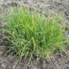 Herb - Chives - St. Clare Heirloom Seeds