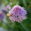 Herb - Chives - St. Clare Heirloom Seeds - Photo credit: Sue Brown