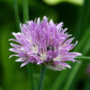 Herb - Chives - St. Clare Heirloom Seeds - Photo credit: Sue Brown