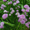 Herb - Chives - St. Clare Heirloom Seeds