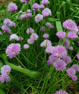 Herb - Chives - St. Clare Heirloom Seeds