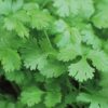 Herb - Coriander Cilantro - St. Clare Heirloom Seeds