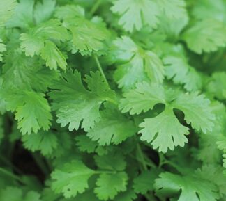 Herb - Coriander Cilantro - St. Clare Heirloom Seeds