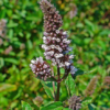 Herb, Perennial - Peppermint Bloom - Photo by H. Zell - St. Clare Heirloom Seeds