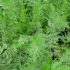 Herbs, Perennial - Caraway - St. Clare Heirloom Seeds