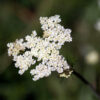 Herbs, Perennial - Caraway Bloom credit Rolf Engstrand - St. Clare Heirloom Seeds