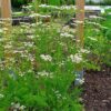 Herbs, Perennial - Caraway photo by H. Zell - St. Clare Heirloom Seeds