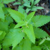 Herbs, Perennial - Catnip - St. Clare Heirloom Seeds
