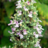 Herbs, Perennial - Catnip Bloom - St. Clare Heirloom Seeds