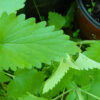 Herbs, Perennial - Catnip Leaf - St. Clare Heirloom Seeds