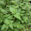 Herbs, Perennial - Catnip Photo Credit PJ Smith - St. Clare Heirloom Seeds