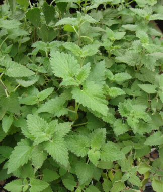 Herbs, Perennial - Catnip Photo Credit PJ Smith - St. Clare Heirloom Seeds