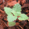 Herbs, Perennial - Catnip Seedling or Young Plant - St. Clare Heirloom Seeds
