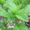 Herbs, Perennial - Spearmint Plant 1 - Photo Credit Robert Duval