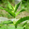 Herbs, Perennial - Spearmint Plant
