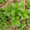 Herbs, Perennial - Spearmint Plants Coming Back up Yearly - Photo Credit Sue Brown