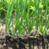 Onion - Yellow Sweet Spanish - St. Clare Heirloom Seeds