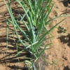 Onion - Yellow Sweet Spanish - St. Clare Heirloom Seeds