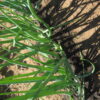 Onion - Yellow Sweet Spanish - St. Clare Heirloom Seeds