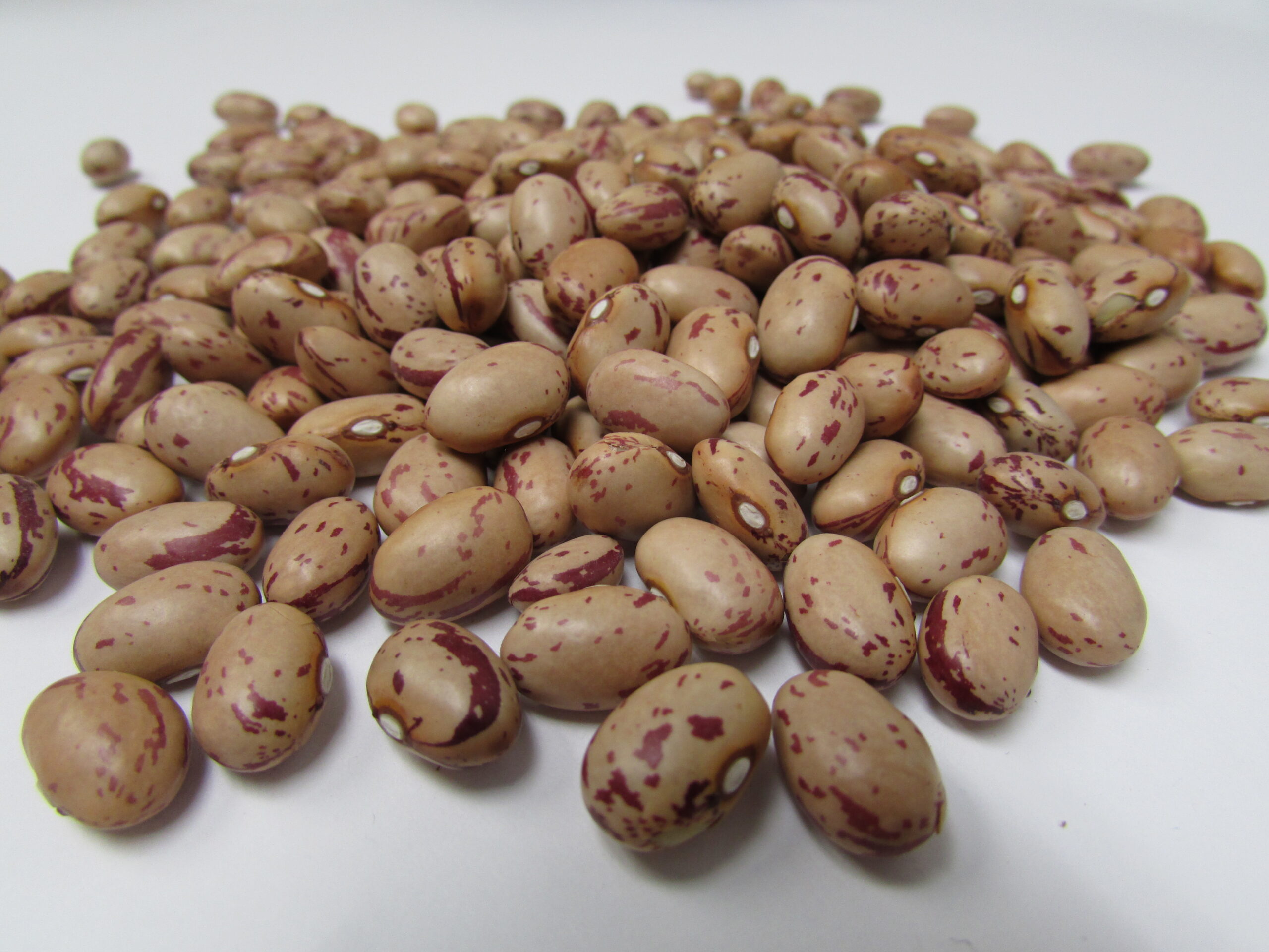 Taylor Dwarf Horticultural - St Clare Heirloom seeds