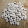 Great Northern Dry Bean- St. Clare Heirloom Seeds