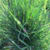 "Close-up of a mature chive plant with dense, tubular green leaves and numerous purple flower buds, growing outdoors in full sun."