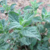 Peppermint Bush
