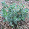Peppermint plant growing in a garden bed, with dark green, crinkled leaves and reddish stems, surrounded by dry straw mulch.