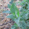 Close-up of peppermint leaves showing their dark green, textured surface with slightly purple undertones and serrated edges, growing in an outdoor garden bed with straw mulch.