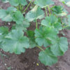 Young Benning's Green Tint Summer Squash Plant