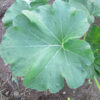 Benning's Green Tint Summer Squash Leaf