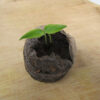 Jalapeno Early Hot Pepper Seedling - St. Clare Heirloom Seeds
