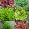 Lettuce, Blends - Lettuce Blend 1 - St. Clare Heirloom Seeds