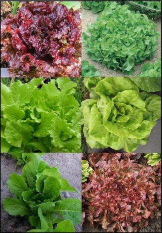 Lettuce, Blends - Lettuce Blend 1 - St. Clare Heirloom Seeds
