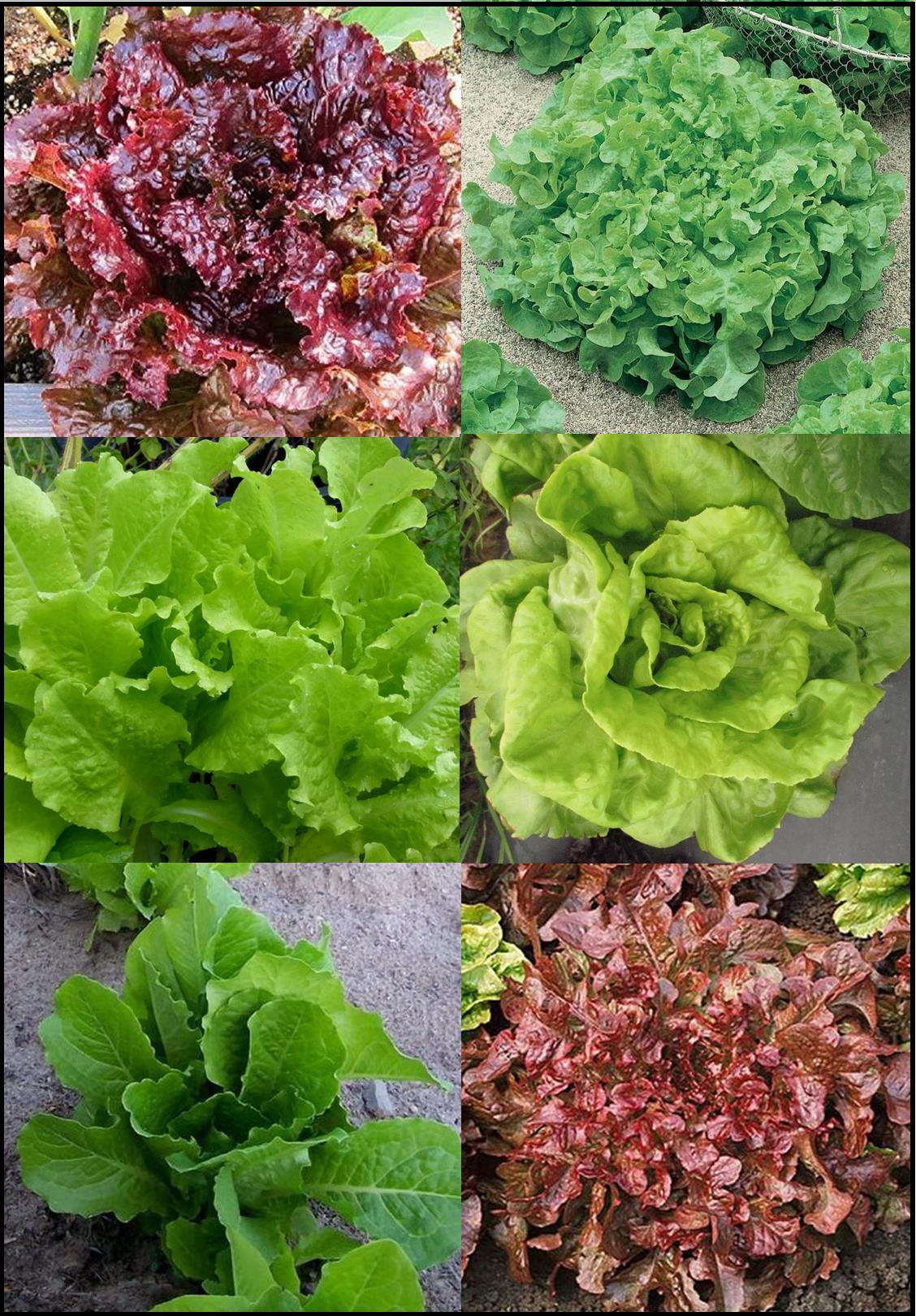 Lettuce, Blends - Lettuce Blend 1 - St. Clare Heirloom Seeds
