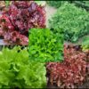 Lettuce, Blends - Lettuce Blend 2 - St. Clare Heirloom Seeds