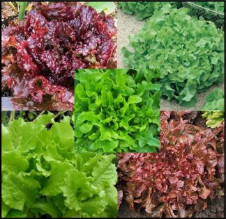 Lettuce, Blends - Lettuce Blend 2 - St. Clare Heirloom Seeds