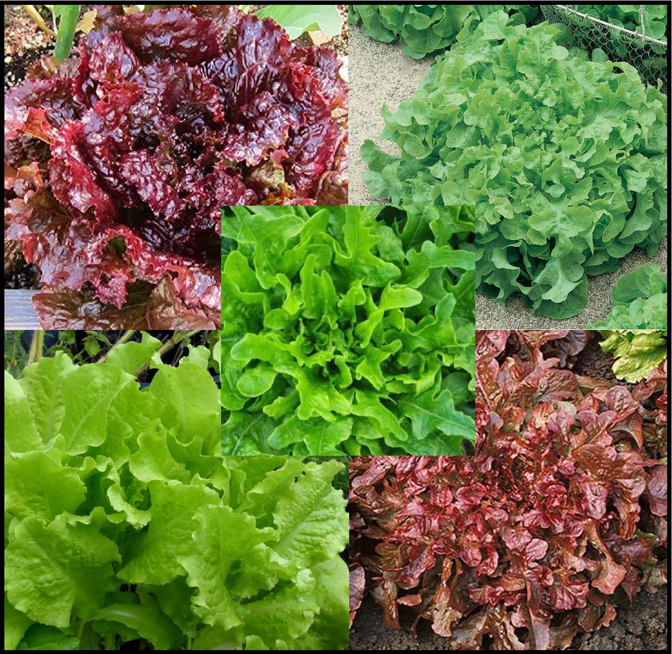 Lettuce, Blends - Lettuce Blend 2 - St. Clare Heirloom Seeds