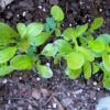 Lettuce, Leaf - Cimmaron - St. Clare Heirloom Seeds