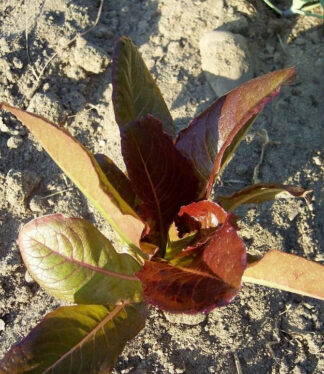 Lettuce, Leaf - Cimmaron - St. Clare Heirloom Seeds